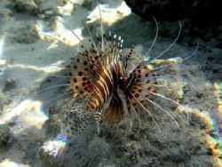 Prismatic light falling on a Lion Fish. Taken inside the ... by Quentin Long 